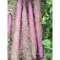 Chinese purple vegetable Yam seeds